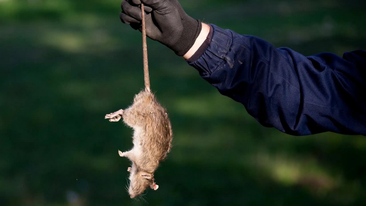 Dead Animal Removal Services in Nepal