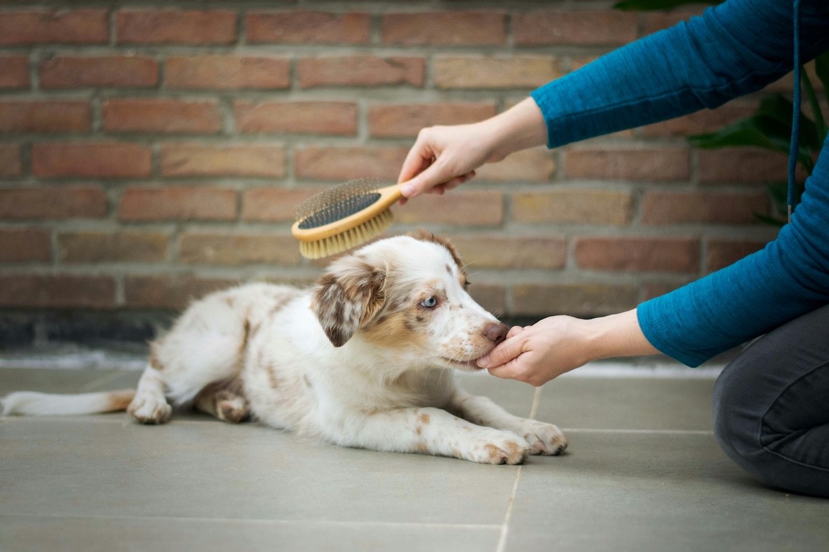 Dog Cleaning